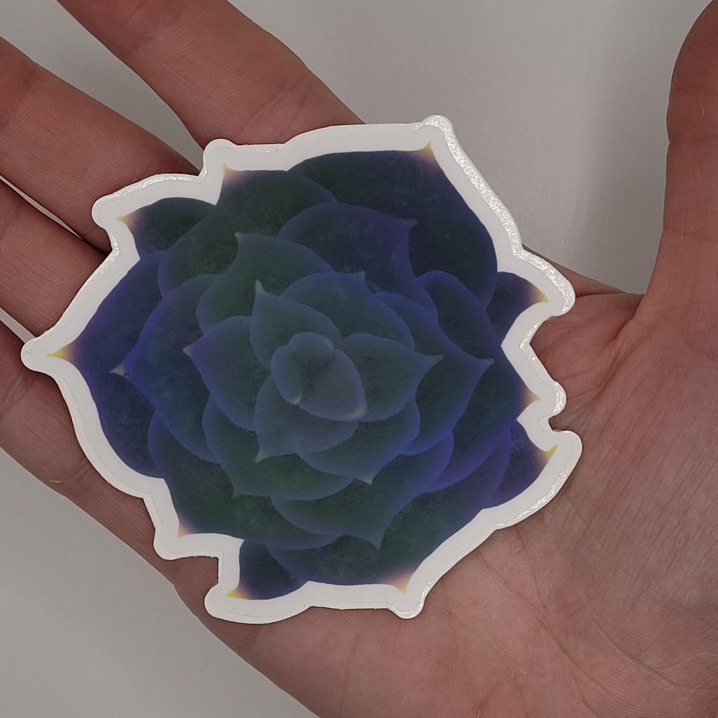 Echeveria Succulent Sticker (singles/bundle) - Bdotartsy