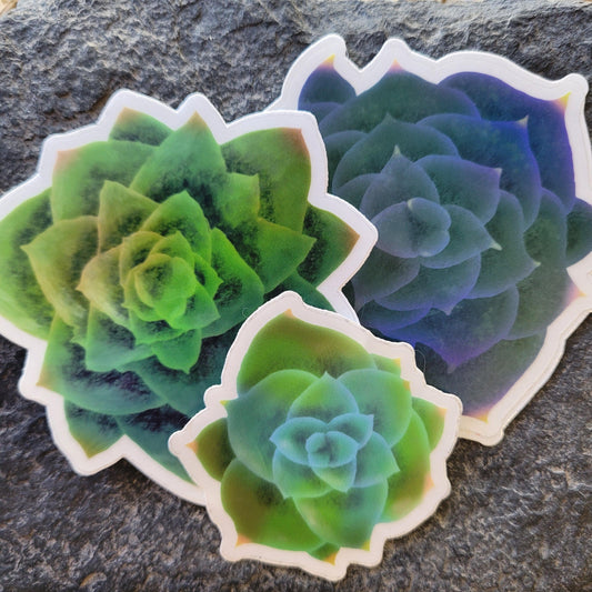 Echeveria Succulent Sticker (singles/bundle) - Bdotartsy