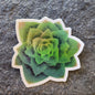 Echeveria Succulent Sticker (singles/bundle) - Bdotartsy