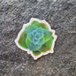 Echeveria Succulent Sticker (singles/bundle) - Bdotartsy