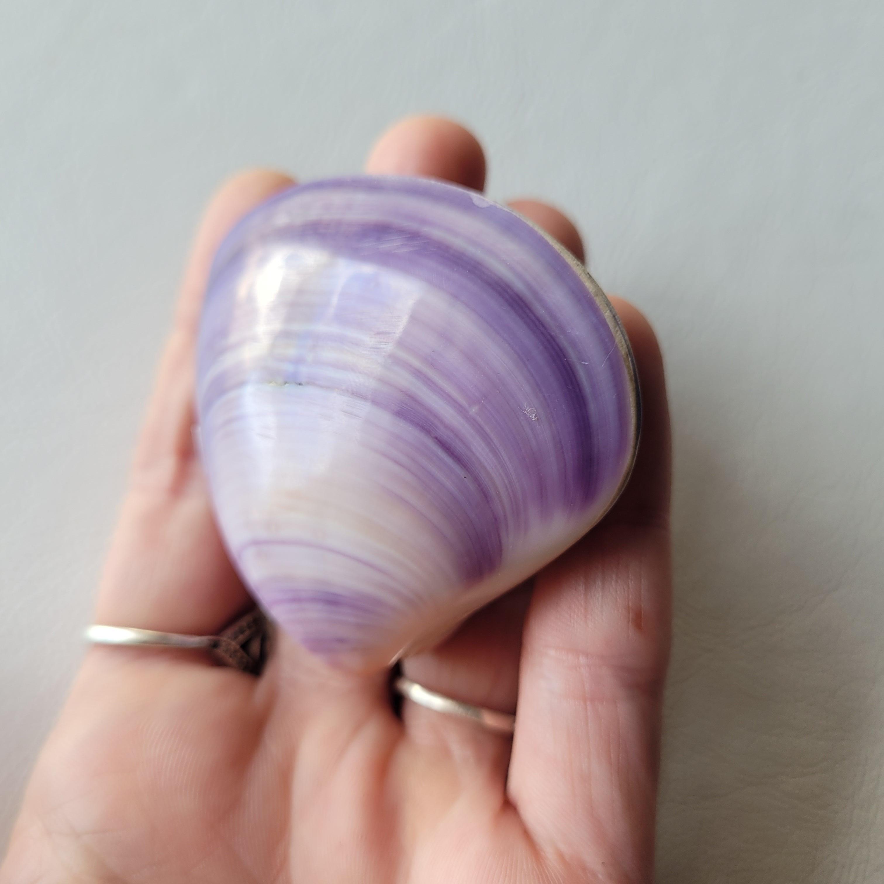 Purple whole mandala shell - Bdotartsy