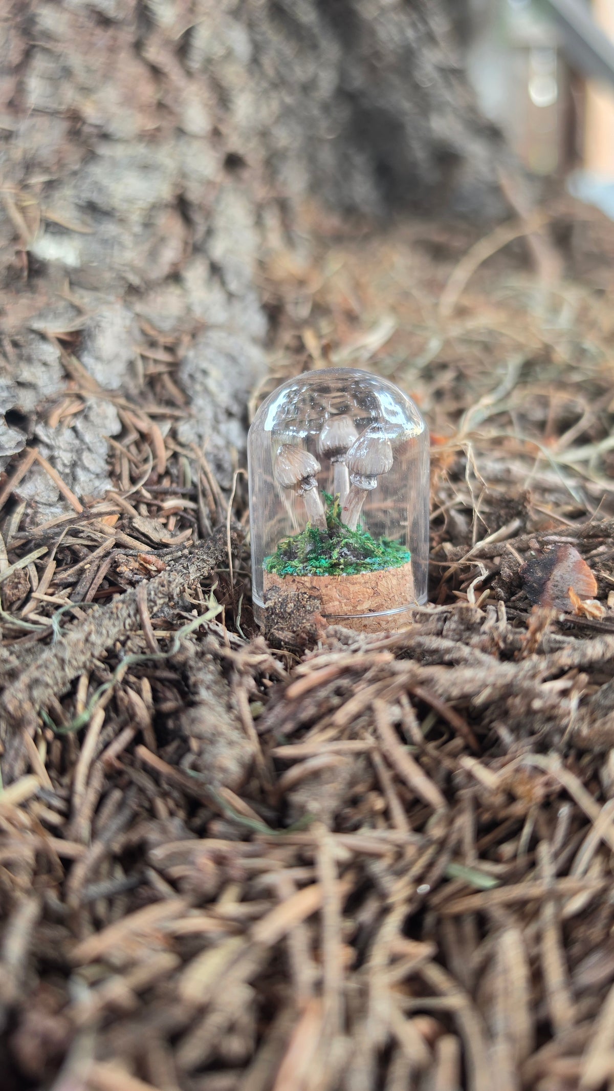 Miniture Mushroom Terrarium