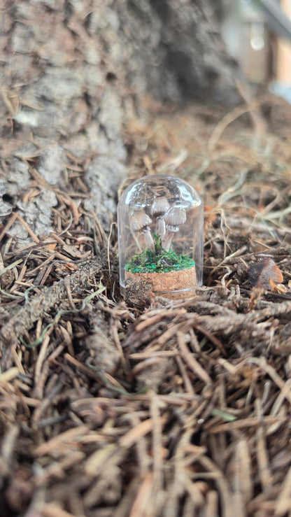 Miniture Mushroom Terrarium