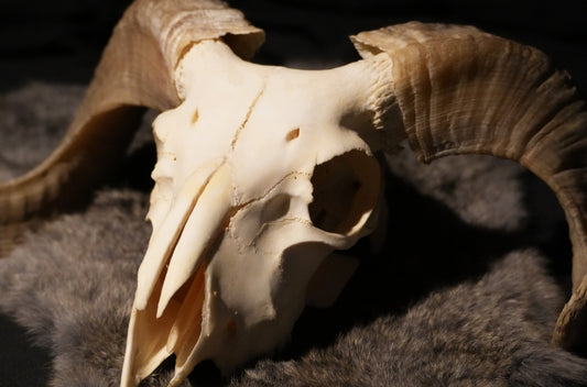 Custom Painted Skull