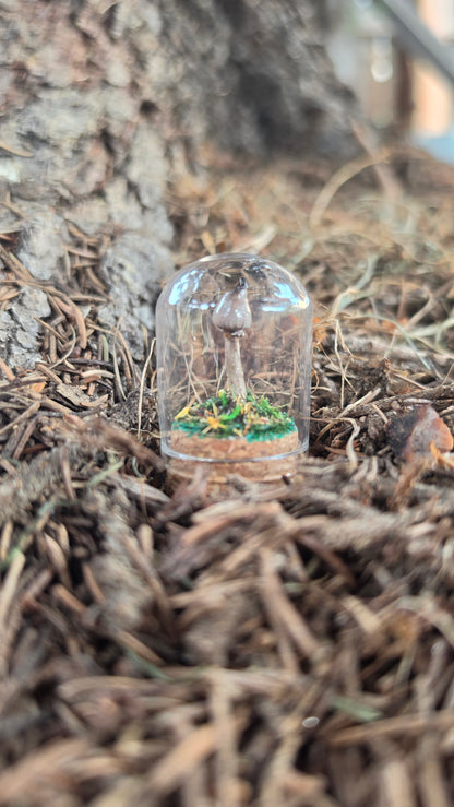 Miniture Mushroom Terrarium