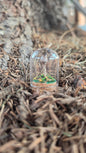 Miniture Mushroom Terrarium