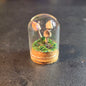 Miniture Mushroom Terrarium