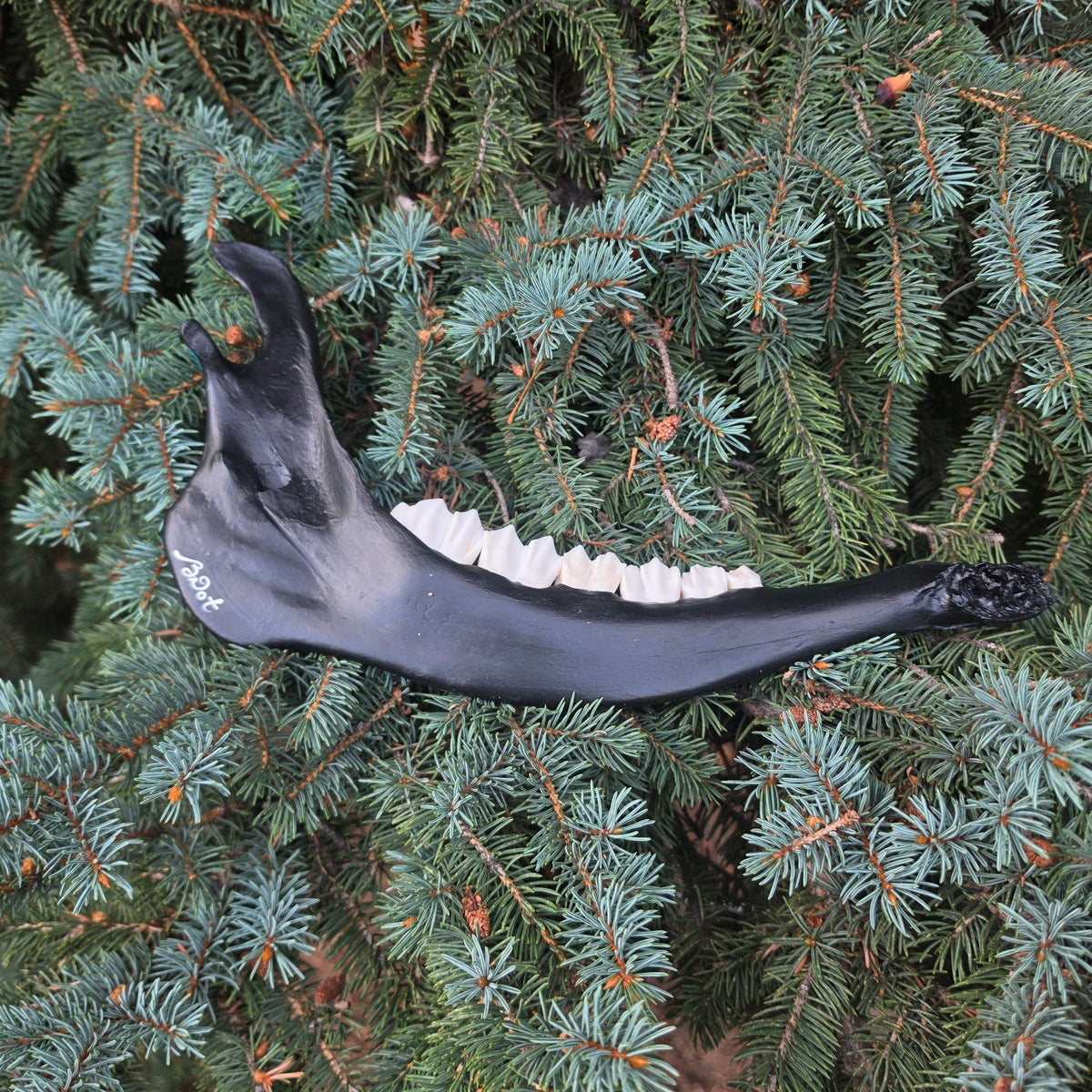 Elk Jaw Bone - Celestial Rainbow Oddity Art