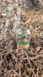 Miniture Mushroom Terrarium